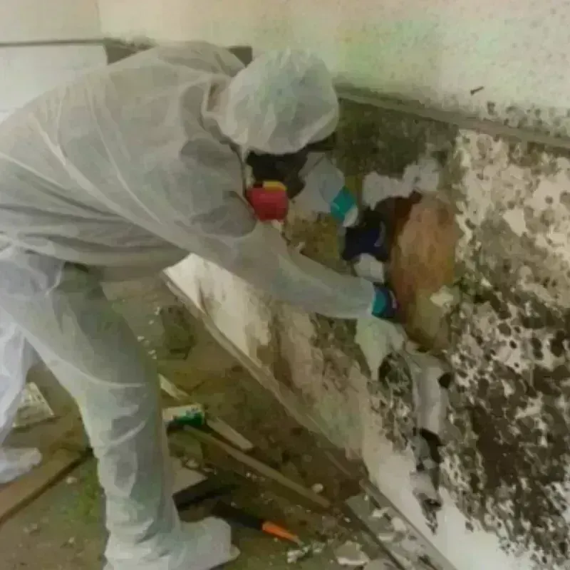 Mold Remediation and Removal in Belle Plaine, IA